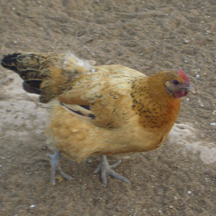 克迈拉虫子鸡指定品种高产虫子鸡