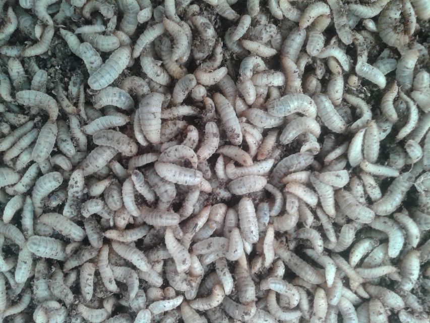 南非AgriProtein公司建立全球最大的商品苍蝇（黑水虻）农场