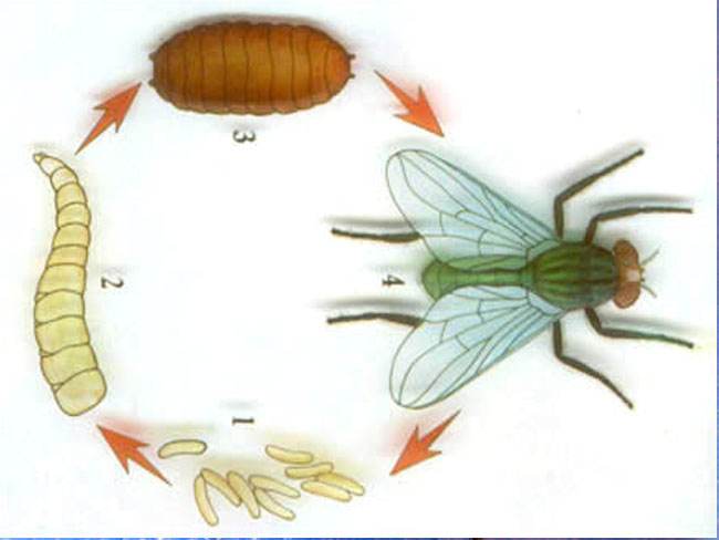 到一天就变成蛆,5~6天后蛆就化成蛹,再过3~5天蛹就羽化成会飞的苍蝇了