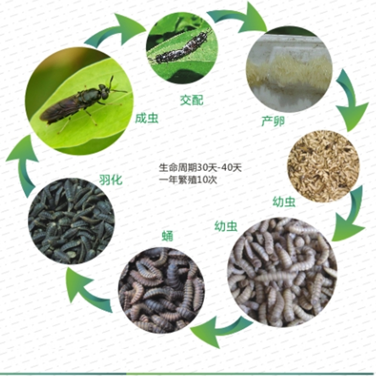 黑水虻与利用技术(4)jpg