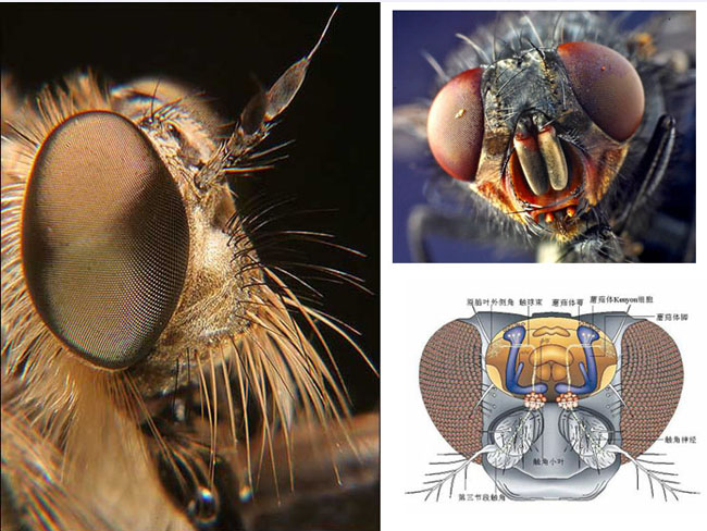 苍蝇的身体构造图片